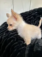 Sunny, a male Chihuahua for sale in Boise, ID – 1 of 4