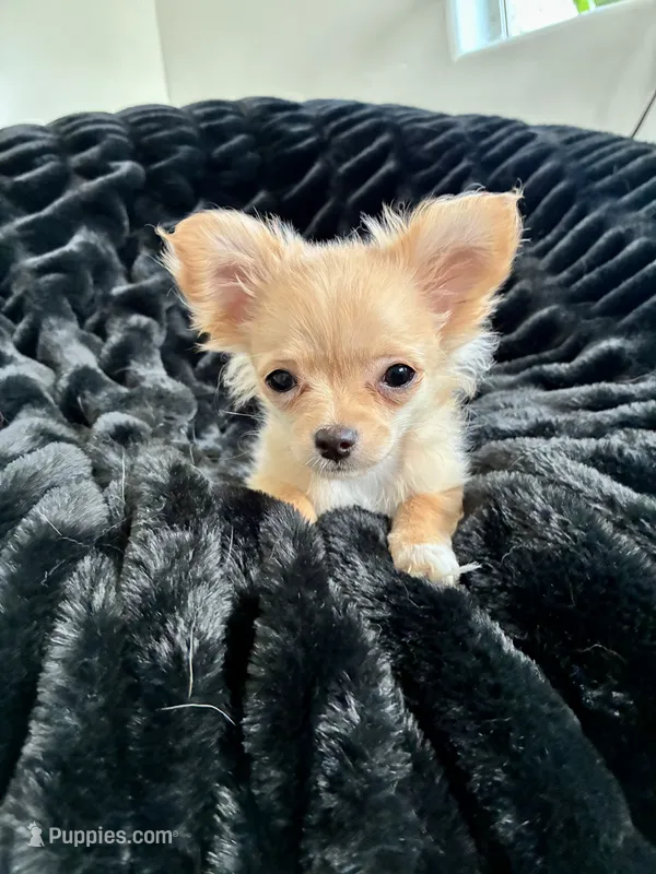 Daisy – Chihuahua puppy for sale in Boise, ID