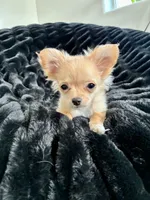 Daisy, a female Chihuahua for sale in Boise, ID – 1 of 3