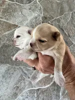 Rosie Posie, a female Chihuahua for sale in Boise, ID – 4 of 4