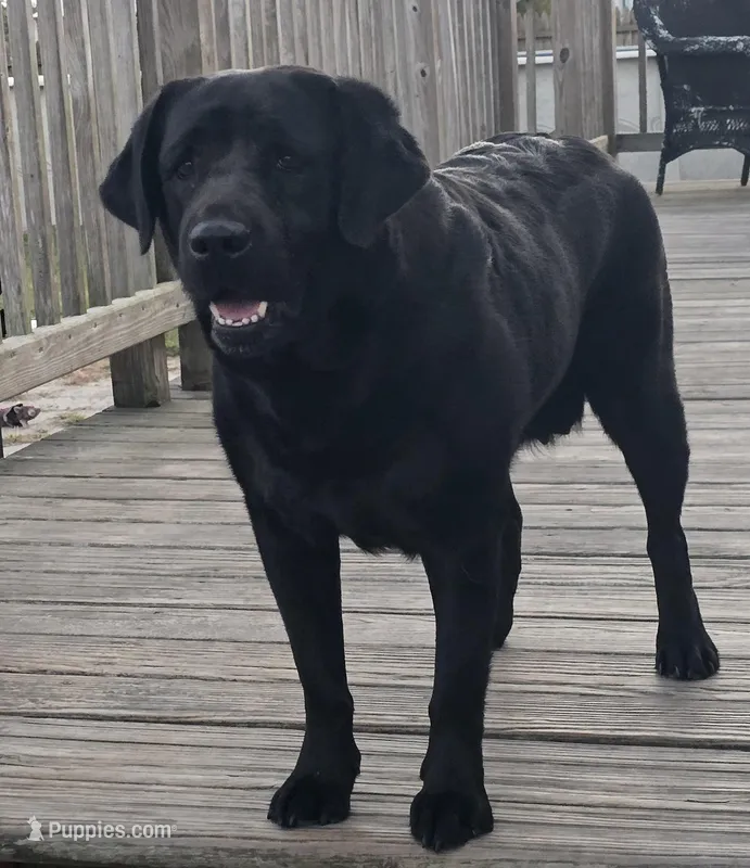 Christa – Labrador Retriever puppy for sale in Elizabeth City, NC