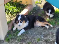 Delaney, a female Toy Australian Shepherd for sale in Elizabeth City, NC – Photo 2 of 2