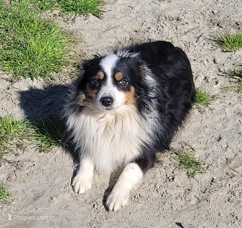 Delaney, a female Toy Australian Shepherd for sale in Elizabeth City, NC – Photo 1 of 2
