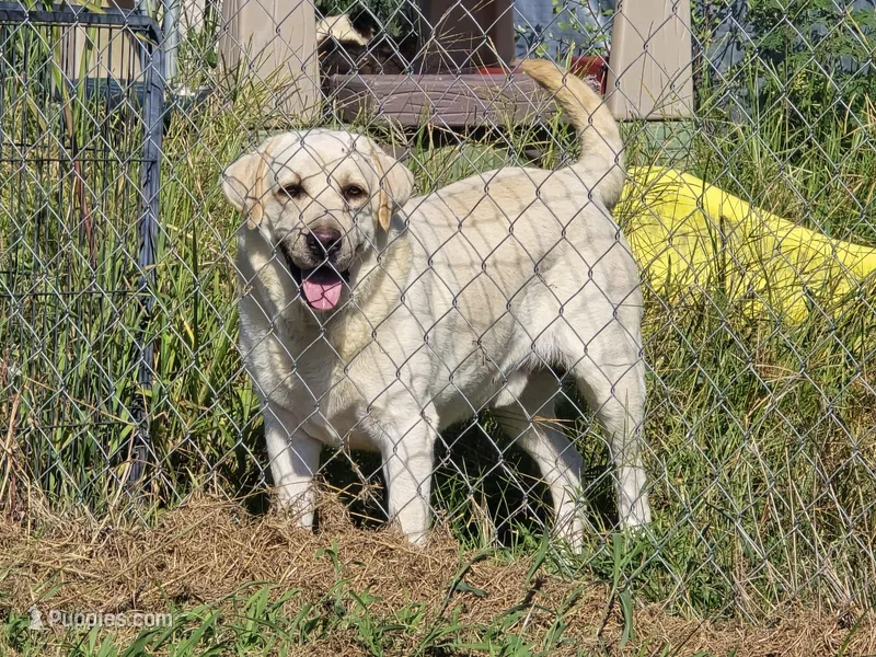 Apollo – Labrador Retriever puppy for sale in Elizabeth City, NC