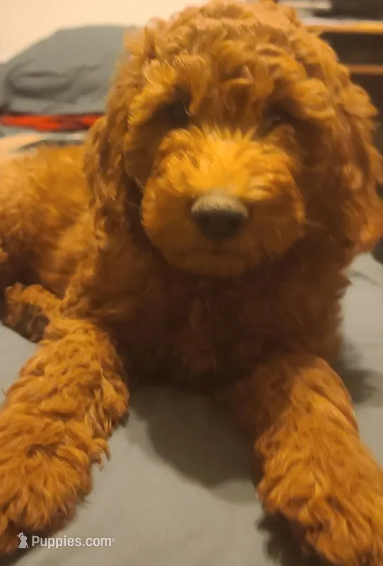 Red collar boy – Goldendoodle puppy for sale in Phoenix, AZ