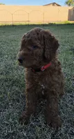 Mikey, (30 - 35 pounds full grown), a male Goldendoodle for sale in Surprise, AZ – 6 of 10