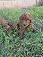 Mikey, (30 - 35 pounds full grown), a male Goldendoodle for sale in Surprise, AZ – 3 of 10
