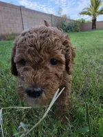Penny Lane (approx 27 - 34 pounds), a female Goldendoodle for sale in Phoenix, AZ – 6 of 10