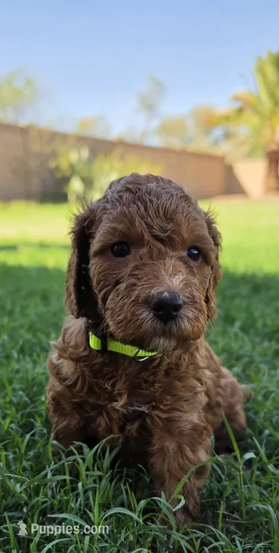 Betty ( 27 - 34 pounds full grown) – Goldendoodle puppy for sale in Phoenix, AZ