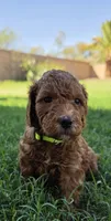 Betty ( 27 - 34 pounds full grown), a female Goldendoodle for sale in Phoenix, AZ – 1 of 10