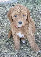 Penny Lane (27 - 33 pounds full grown), a female Goldendoodle for sale in Surprise, AZ – 5 of 10
