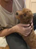 Johnny,  28 - 34 pounds full grown, a male Goldendoodle for sale in Phoenix, AZ – 3 of 9