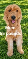 Pink collar girl, a female Goldendoodle for sale in Phoenix, AZ – 3 of 10
