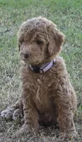 Grace,  (27 - 33 pounds full grown), a female Goldendoodle for sale in Surprise, AZ – 2 of 10