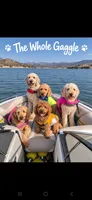 Light blue collar boy / 35-40 pounds full grown, a male Goldendoodle for sale in Phoenix, AZ – 10 of 10