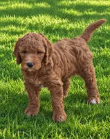 Pink collar girl, a female Goldendoodle for sale in Phoenix, AZ – 7 of 10