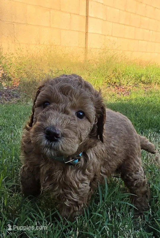 Marsha ( 27 - 34 pounss full grown ) – Goldendoodle puppy for sale in Phoenix, AZ