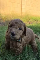 Marsha ( 27 - 34 pounss full grown ), a female Goldendoodle for sale in Phoenix, AZ – 1 of 10