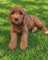 Pink collar girl, a female Goldendoodle for sale in Phoenix, AZ – 10 of 10