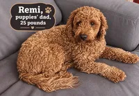 Johnny / 28 - 34 pounds full grown, a male Goldendoodle for sale in Phoenix, AZ – 7 of 10