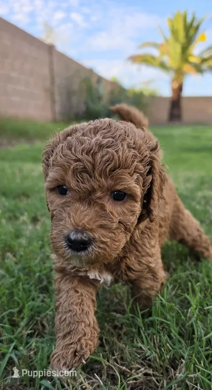 Penny Lane (approx 27 - 34 pounds) – Goldendoodle puppy for sale in Phoenix, AZ