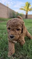Penny Lane (approx 27 - 34 pounds), a female Goldendoodle for sale in Phoenix, AZ – 1 of 10