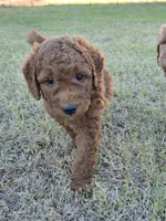 Mikey, (30 - 35 pounds full grown), a male Goldendoodle for sale in Surprise, AZ – 2 of 10