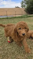 Julie,  (27 - 33 pounds full grown), a female Goldendoodle for sale in Surprise, AZ – 5 of 10