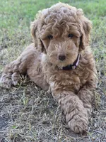 Grace,  (27 - 33 pounds full grown), a female Goldendoodle for sale in Surprise, AZ – 3 of 10