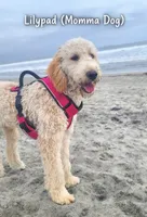 Betty ( 27 - 34 pounds full grown), a female Goldendoodle for sale in Phoenix, AZ – 7 of 10