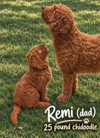 Dark blue collar boy / 35-40 pounds full grown, a male Goldendoodle for sale in Phoenix, AZ – 4 of 10