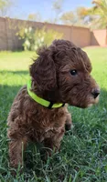 Betty ( 27 - 34 pounds full grown), a female Goldendoodle for sale in Phoenix, AZ – 5 of 10