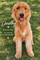 Pink collar girl / 35 - 40 pounds full grown, a female Goldendoodle for sale in Phoenix, AZ – 4 of 10