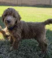 Johnny   (30 - 35 pounds full gown), a male Goldendoodle for sale in Surprise, AZ – 4 of 10
