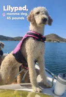 Donna,  (27 - 33 pounds full grown), a female Goldendoodle for sale in Surprise, AZ – 7 of 10