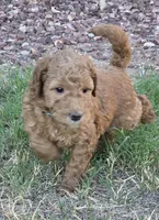 Marsha ( 27 - 34 pounss full grown ), a female Goldendoodle for sale in Phoenix, AZ – 4 of 10
