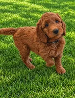 Pink collar girl, a female Goldendoodle for sale in Phoenix, AZ – 8 of 10