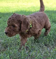 Betty ( 27 - 34 pounds full grown), a female Goldendoodle for sale in Phoenix, AZ – 6 of 10