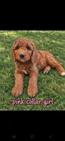 Pink collar girl / 35 - 40 pounds full grown, a female Goldendoodle for sale in Phoenix, AZ – 2 of 10