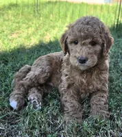 Donna,  (27 - 33 pounds full grown), a female Goldendoodle for sale in Surprise, AZ – 2 of 10