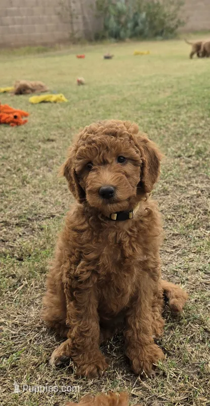 Julie,  (27 - 33 pounds full grown), a female Goldendoodle for sale in Surprise, AZ – 1 of 10