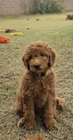 Julie,  (27 - 33 pounds full grown), a female Goldendoodle for sale in Surprise, AZ – 1 of 10