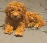 Yellow collar girl, a female Goldendoodle for sale in Phoenix, AZ – Photo 1 of 8