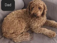 Yellow collar girl, a female Goldendoodle for sale in Phoenix, AZ – Photo 8 of 8