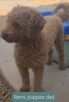 Teal collar girl, a female Goldendoodle for sale in Phoenix, AZ – Photo 4 of 7