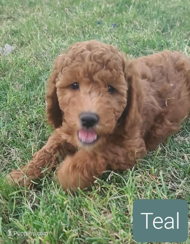 Teal collar girl – Goldendoodle puppy for sale in Phoenix, AZ