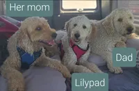 Teal collar girl, a female Goldendoodle for sale in Phoenix, AZ – Photo 6 of 7