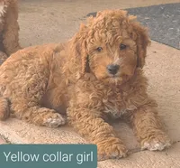 Yellow collar girl, a female Goldendoodle for sale in Phoenix, AZ – Photo 2 of 8