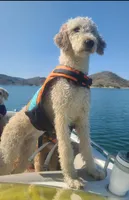 Yellow collar girl, a female Goldendoodle for sale in Phoenix, AZ – Photo 5 of 8