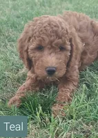 Teal collar girl, a female Goldendoodle for sale in Phoenix, AZ – Photo 2 of 7